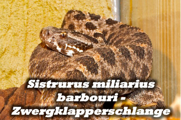 Sistrurus miliarius barbouri - Zwergklapperschlange