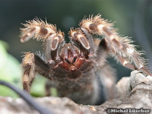 Brachypelma smithi  0.1