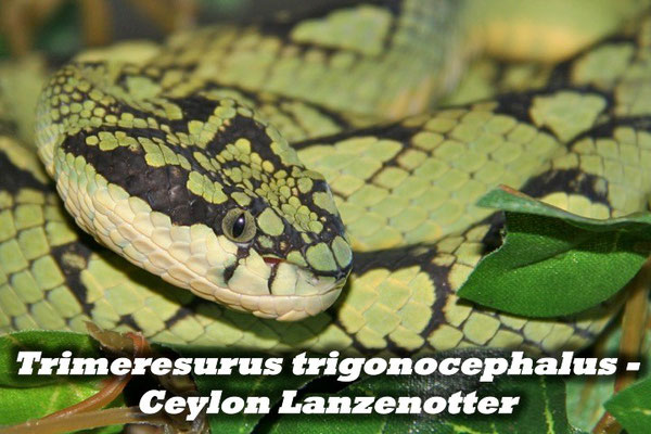 Trimeresurus trigonocephalus - Ceylon Lanzenotter