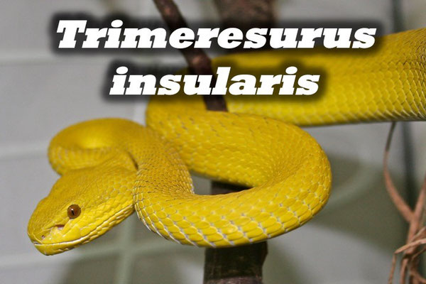 Trimeresurus insularis