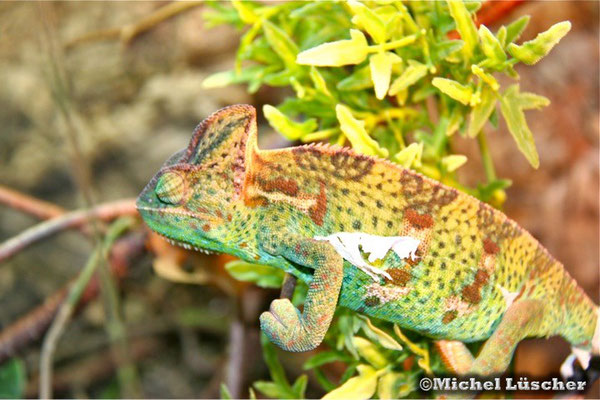 Chamaeleo calyptratus  0.1  kurz nach der Häutung.