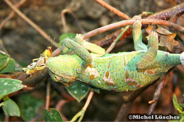 Chamaeleo calyptratus  0.1  und dann wird auch mal gekämpft...