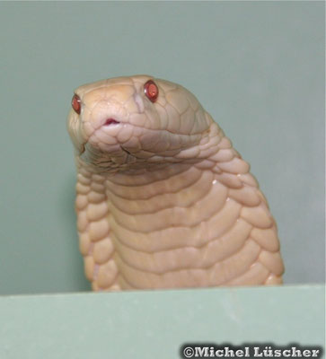 Naja kaouthia (albino)  0.1