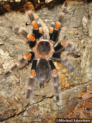 Brachypelma smithi  1.0