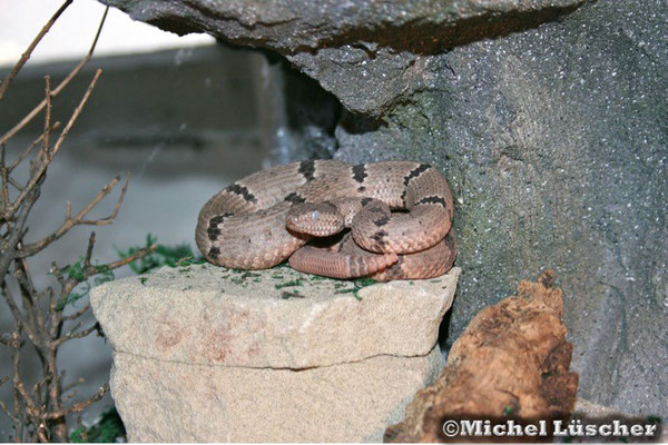 Crotalus lepidus klauberi  0.1