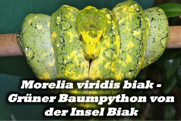 Morelia viridis biak - Grüner Baumpython von der Insel Biak