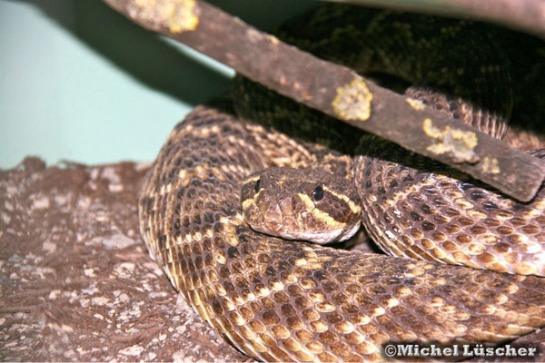 Crotalus adamanteus  0.1