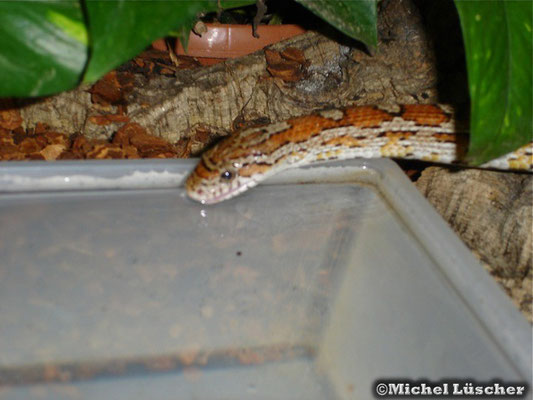 Pantherophis guttata  0.1