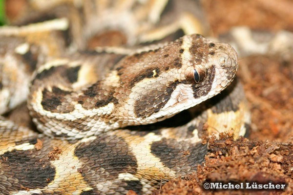 Bitis arietans  1.0