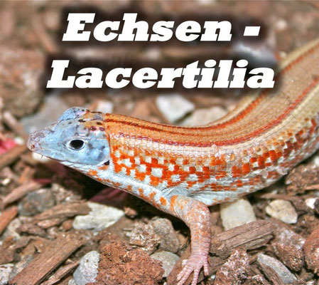 Echsen - Lacertilia