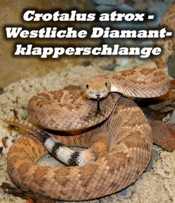 Crotalus atrox - Westliche Diamantklapperschlange