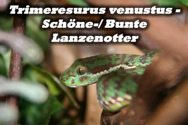 Trimeresurus venustus - Schöne-/ Bunte Lanzenotter