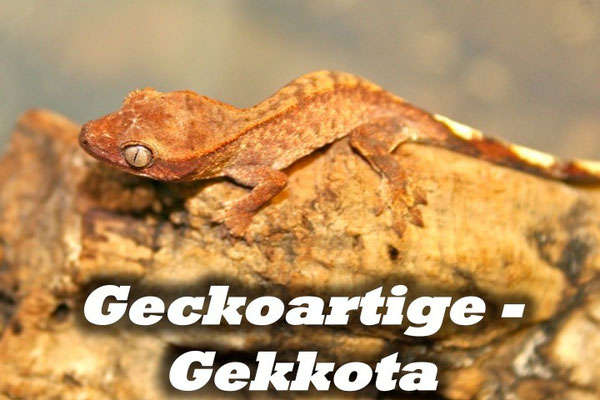 Geckoartige - Gekkota