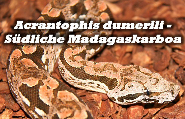 Acrantophis dumerili - Südliche Madagaskarboa