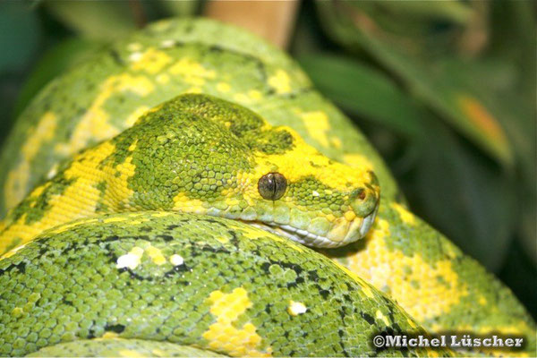 Morelia viridis biak  0.1