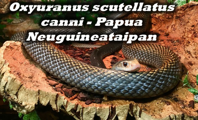Oxyuranus scutellatus canni - Papua Neuguineataipan 