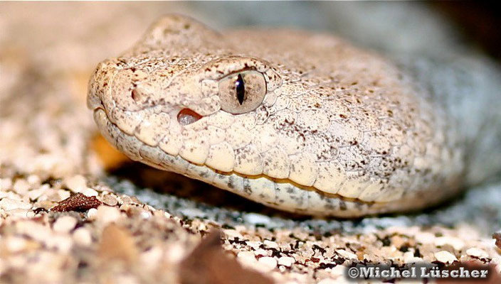 Crotalus lepidus lepidus  0.1