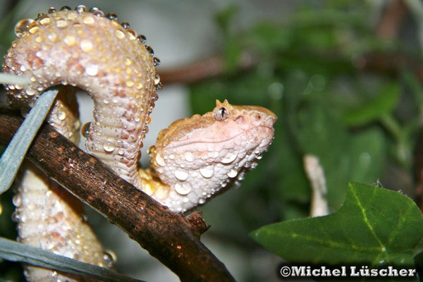 Bothriechis schlegelii  0.1