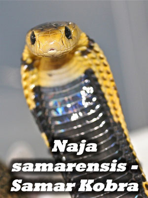 Naja samarensis - Samar Kobra