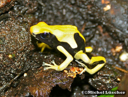 Dendrobates tinctorius