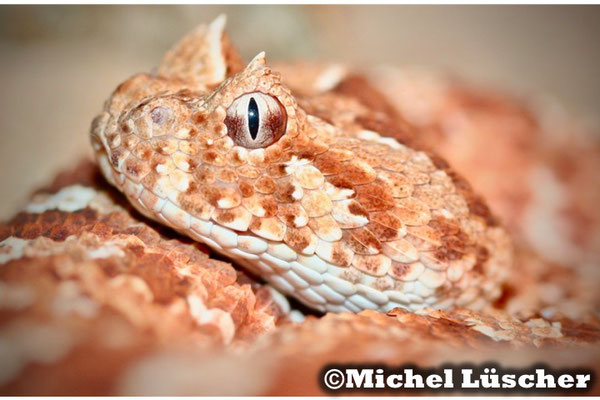 Bitis caudalis Namaqualand