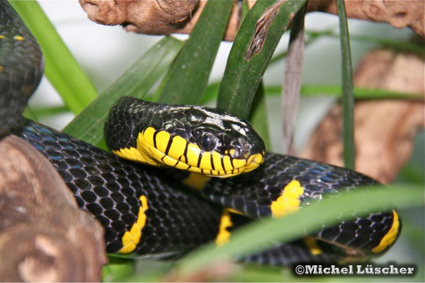 Boiga dendrophila melanota  1.0