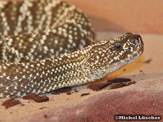 Crotalus durissus vegrandis  0.1