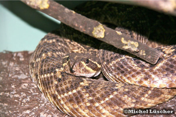 Crotalus adamanteus  0.1