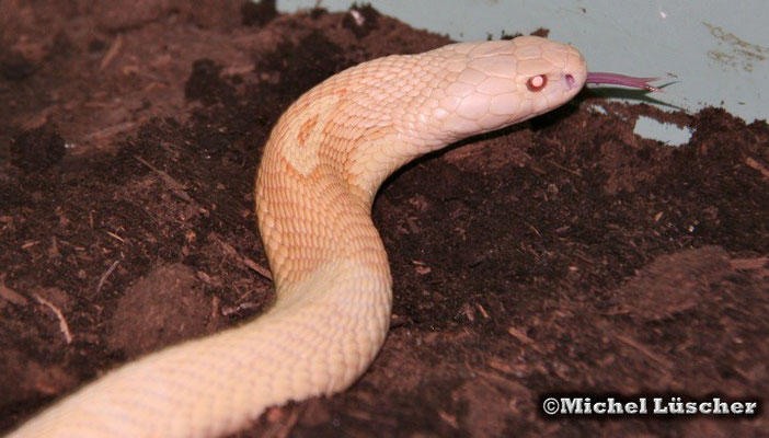 Naja kaouthia (albino)   0.1