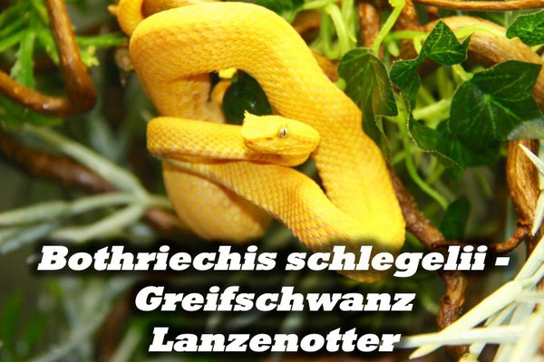 Bothriechis schlegelii - Greifschwanz Lanzenotter