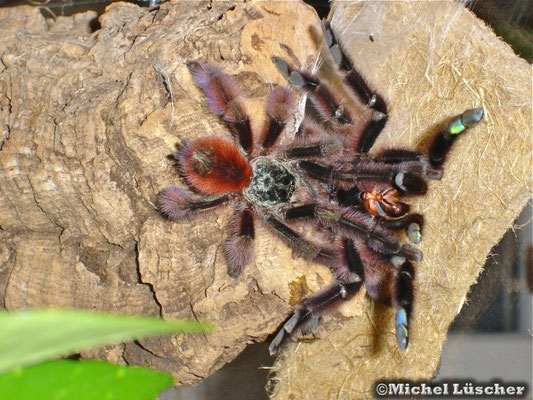 Avicularia versicolor Verpaarung