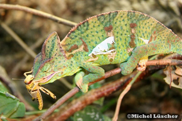 Chamaeleo calyptratus  0.1  Habe ich dich....