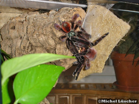 Avicularia versicolor Verpaarung