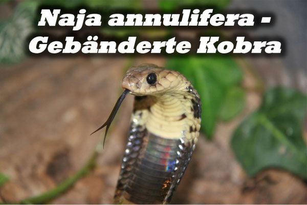 Naja annulifera - Gebänderte Kobra