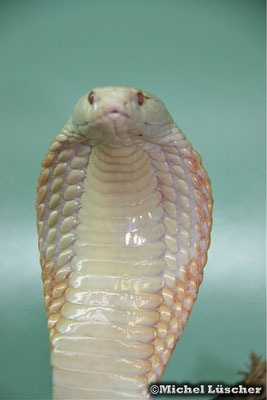 Naja kaouthia (albino)  0.1