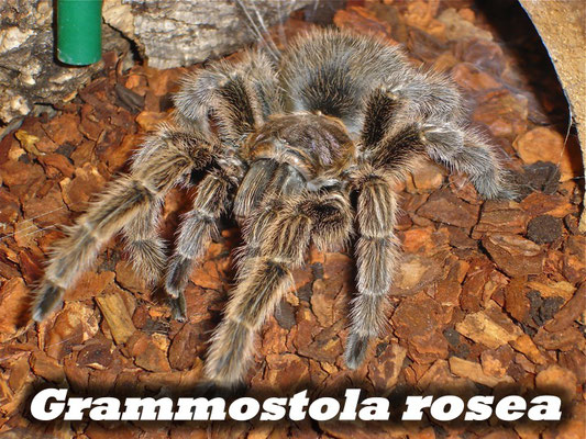 Grammostola rosea