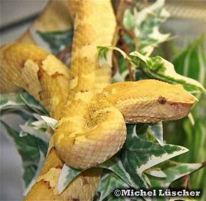 Trimeresurus puniceus  0.1