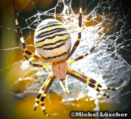 Wespenspinne - Argiope bruennichi