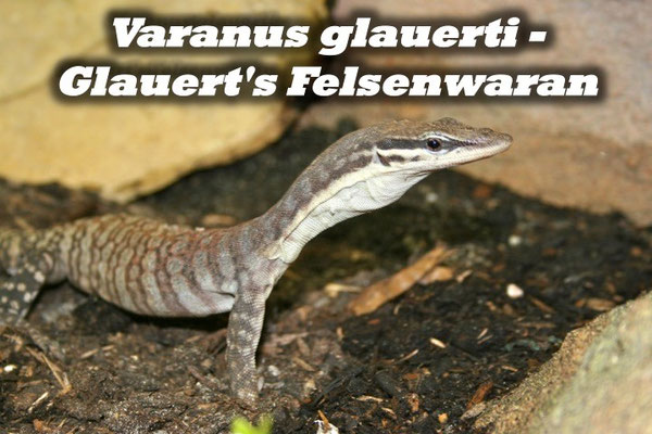 Varanus glauerti - Glauert's Felsenwaran