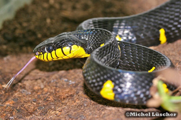 Boiga dendrophila melanota  1.0