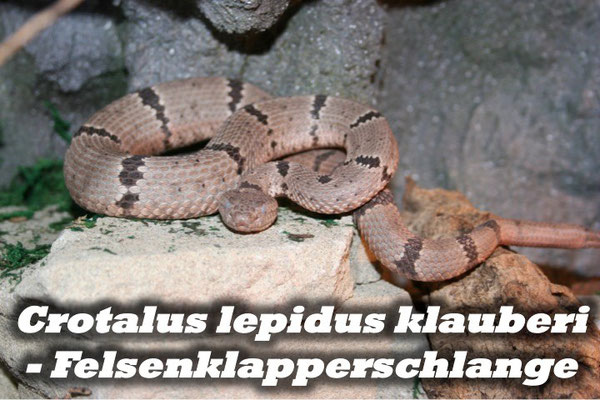 Crotalus lepidus klauberi - Felsenklapperschlange