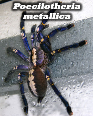 Poecilotheria metallica