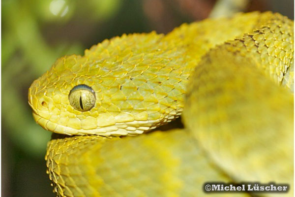 Atheris squamigera  0.1