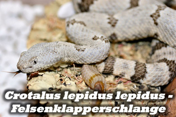 Crotalus lepidus lepidus - Felsenklapperschlange
