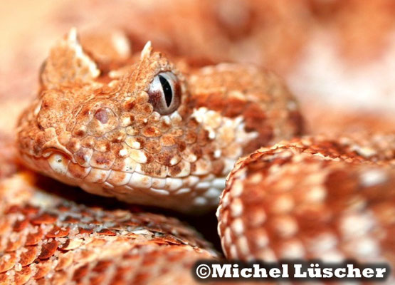 Bitis caudalis Namaqualand