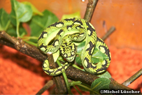 Trimeresurus trigonocephalus  0.1