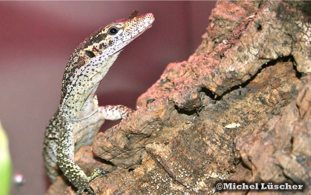 Varanus timorensis auffenbergi  1.0