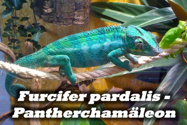 Furcifer pardalis - Pantherchamäleon