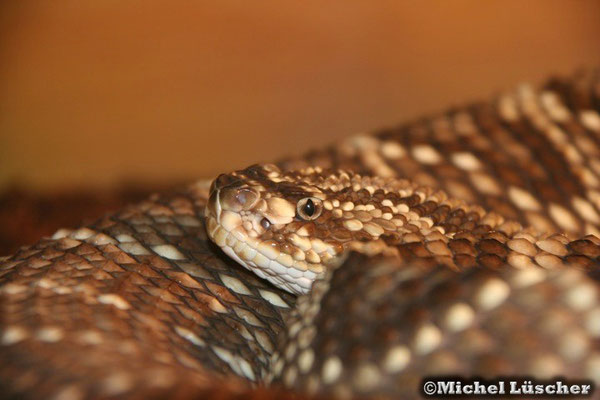 Crotalus durissus durissus  0.1