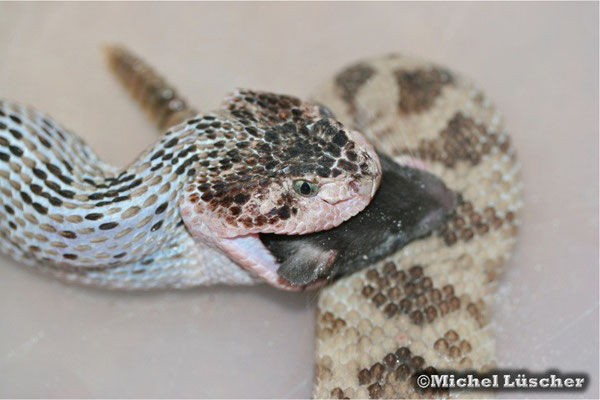 Crotalus scutulatus salvini  0.1